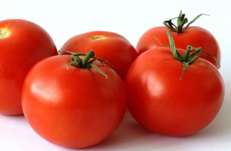 tomato merah segar