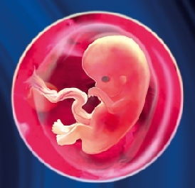 7e week van de zwangerschap - de foetus