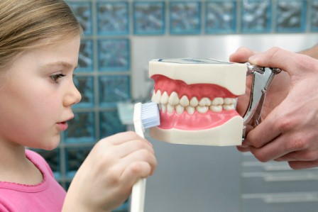 Mädchen, das anatomisches Modell der Zähne putzt --- Bild von © Wolfgang Flamisch / Corbis