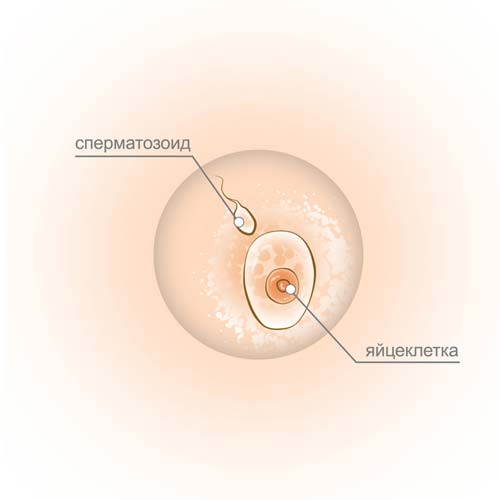 сперматозоиди или яйцето-1-седмичен
