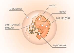 како се фетус развија у 8 недеља