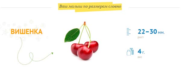 cherry-sized fruit