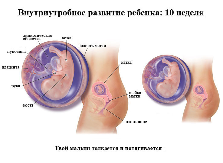 intrauterine development of the child at 10 weeks