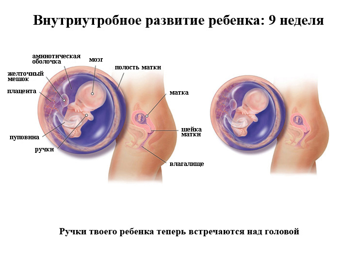 prenatale-dezvoltare-baby-in-the-nouă săptămâni fotografie