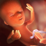 zwangerschap-13-week-hoe-ziet-foetus