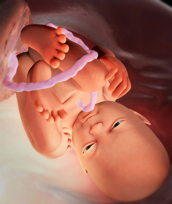 fœtus à 37 semaines de gestation