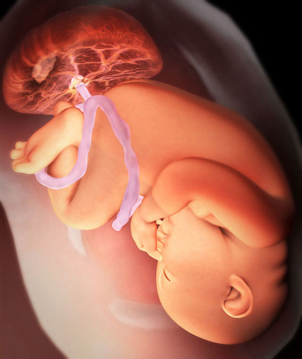 fœtus à 38 semaines