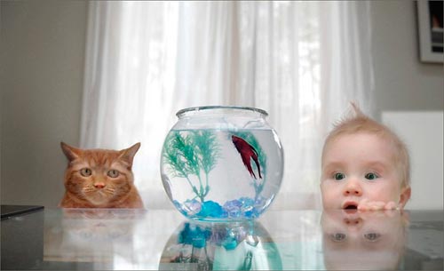 الأسماك في حوض السمك لطفل