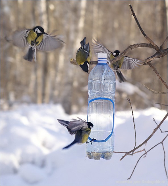hrănitoare pentru păsări