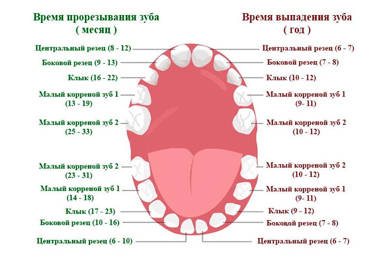 temps de dentition chez un enfant